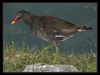 Gallinella